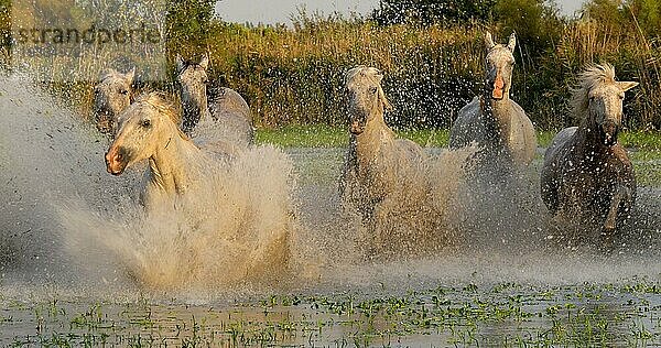 Camargue Pferd  Herde trabend oder galoppierend durch Sumpf  Saintes Marie de la Mer in der Camargue  in Südfrankreich