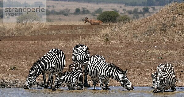 Grant's Zebra (equus burchelli) boehmi  Herde am Wasserloch  Nairobi Park in Kenia