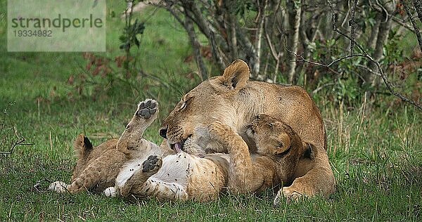 Afrikanischer Löwe (Panthera leo)  Mutter und Jungtier  Masai Mara Park in Kenia