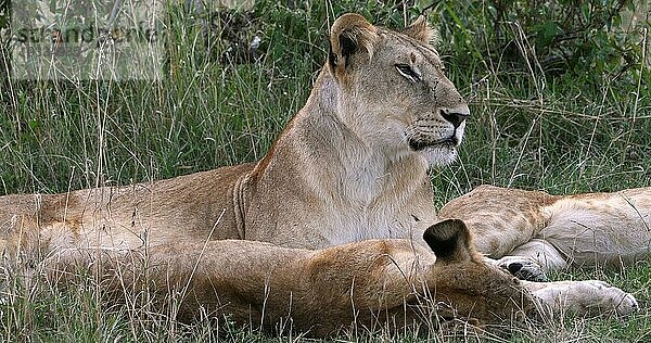 Afrikanischer Löwe (Panthera leo)  Mutter und Jungtier  Nairobi Park in Kenia