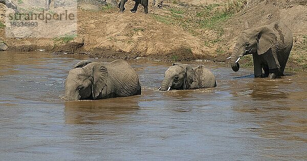 Afrikanischer Elefant (loxodonta africana)  Gruppe überquert Fluss  Samburu Park in Kenia