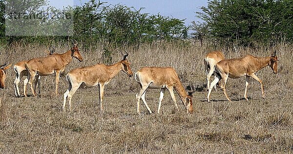 Eigentliche Kuhantilope (alcelaphus buselaphus)  stehende Herde in der Savanne  Masai Mara Park  Kenia  Afrika