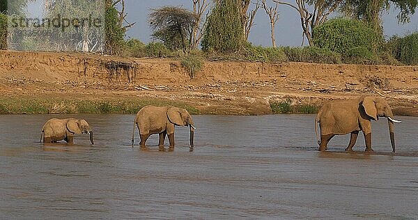 Afrikanischer Elefant (loxodonta africana)  Gruppe überquert Fluss  Samburu Park in Kenia