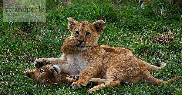 Afrikanischer Löwe (panthera leo)  spielendes Jungtier