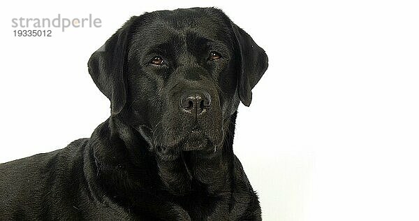 Schwarzer Labrador Retriever  Portrait der Hündin auf weißem Hintergrund  Normandie