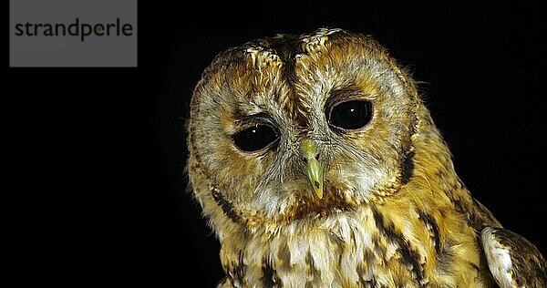 Waldkauz (strix aluco)  Porträt eines erwachsenen Tieres  das seinen Kopf dreht  Normandie in Frankreich