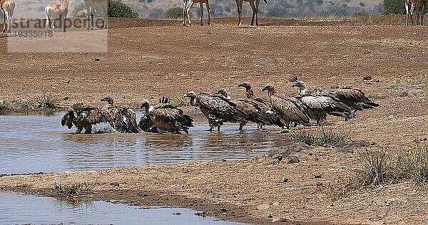 Eigentliche Kuhantilope (alcelaphus buselaphus)  Herde am Wasserloch stehend  und Afrikanischer Weißrückengeier (gyps africanus)  Nairobi Park in Kenia