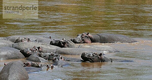 Nilpferd (hippopotamus amphibius)  Gruppe im Fluss stehend  Masai Mara Park in Kenia