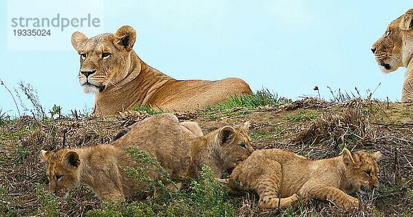 Afrikanischer Löwe (panthera leo)  Mutter und Jungtier