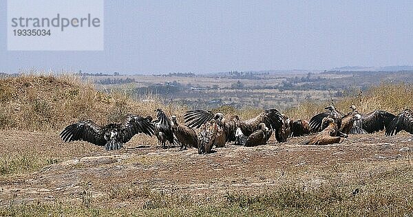 Afrikanischer Weißrückengeier (gyps africanus)  Gruppe beim Sonnenbad  Nairobi Park in Kenia