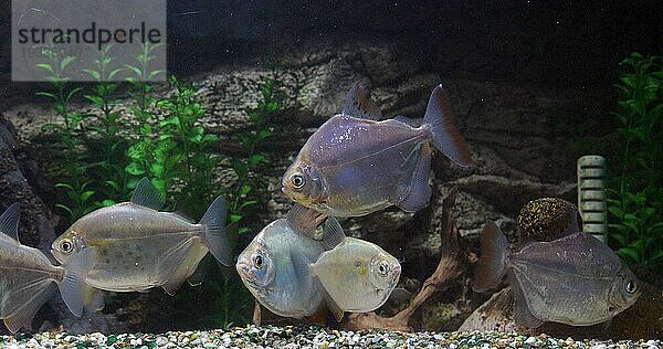 Gefleckter Silberdollar  metynnis maculatus  Süßwasseraquarienfische