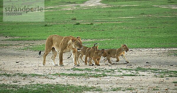 Afrikanischer Löwe (Panthera leo)  Mutter und Jungtier  Masai Mara Park in Kenia