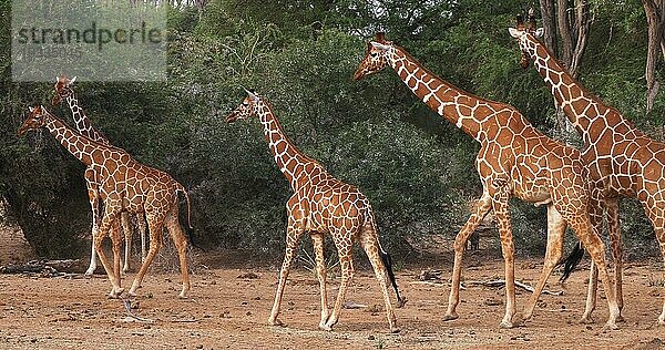 Masaigiraffe (giraffa camelopardalis tippelskirchi)  Gruppe stehend in Savanne  Masai Mara Park in Kenia