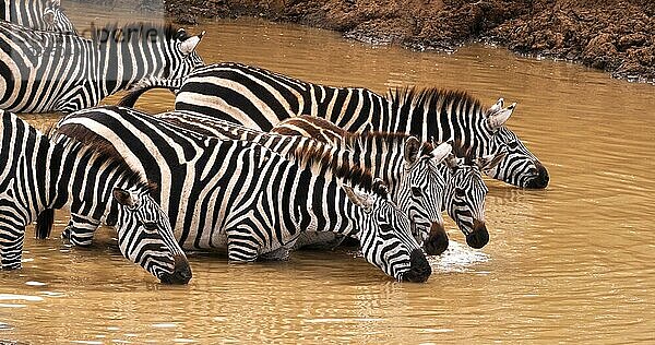 Grant's Zebra (equus burchelli) boehmi  Herde am Wasserloch  Nairobi Park in Kenia