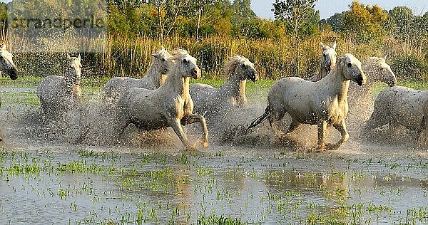 Camargue Pferd  Herde trabend oder galoppierend durch Sumpf  Saintes Marie de la Mer in der Camargue  in Südfrankreich