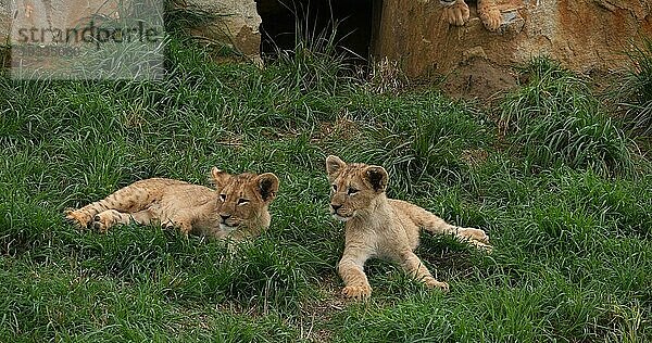 Afrikanischer Löwe (panthera leo)  spielendes Jungtier