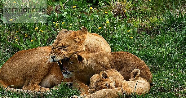 Afrikanischer Löwe (panthera leo)  Mutter und Jungtier