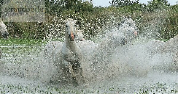 Camargue Pferd  Herde trabend oder galoppierend durch Sumpf  Saintes Marie de la Mer in der Camargue  in Südfrankreich