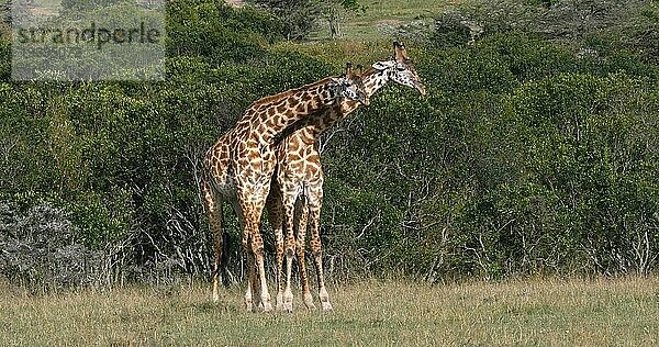 Masai-Giraffe (giraffa camelopardalis tippelskirchi)  Erwachsene Masai Mara Park in Kenia