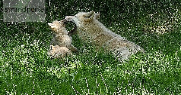 Polarwolf (canis lupus tundrarum)  Mutter spielt mit Jungtier