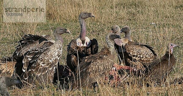 Afrikanischer Weißrückengeier (gyps africanus) und Kapuzengeier (necrosyrtes monachus)  Gruppe auf einem Kadaver  Masai Mara Park in Kenia