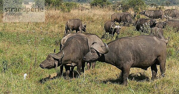 Kaffernbüffel (syncerus caffer)  Herde in der Savanne  Nairobi Park in Kenia