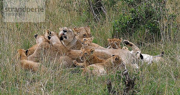 Afrikanischer Löwe (Panthera leo)  Mutter und Jungtiere  Masai Mara Park in Kenia