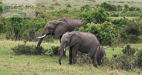 Afrikanischer Elefant (loxodonta africana)  Gruppe im Busch  Masai Mara Park in Kenia