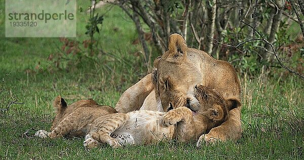 Afrikanischer Löwe (Panthera leo)  Mutter und Jungtier  Masai Mara Park in Kenia