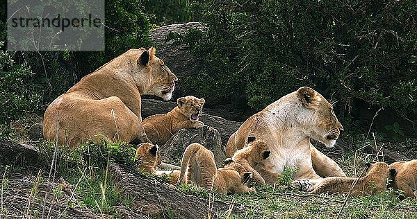 Afrikanischer Löwe (Panthera leo)  Mutter und Jungtiere  Masai Mara Park in Kenia