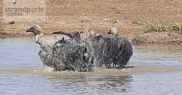 Afrikanischer Weißrückengeier (gyps africanus)  Gruppe im Wasser stehend  beim Baden  Nairobi Park in Kenia