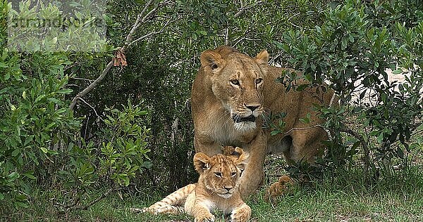 Afrikanischer Löwe (Panthera leo)  Mutter und Jungtier  Masai Mara Park in Kenia