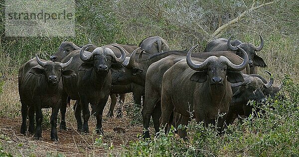 Kaffernbüffel (syncerus caffer)  stehende Herde in der Savanne  Tsavo Park in Kenia