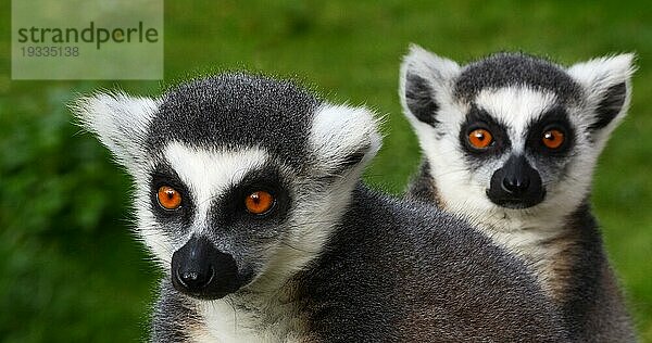 Ringelschwanzlemur  lemur catta. Porträt Erwachsener