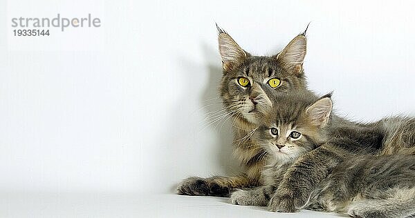 Brown Tortie Blotched Tabby Maine Coon und Blue Blotched Tabby Maine Coon  Hauskatze  Weibchen und Kätzchen liegen vor weißem Hintergrund  Normandie in Frankreich