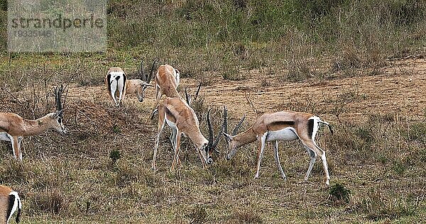 Grant Gazelle (gazella granti)  Gruppe im Nairobi Park in Kenia