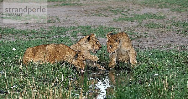 Afrikanischer Löwe (Panthera leo)  spielende Jungtiere  Masai Mara Park in Kenia