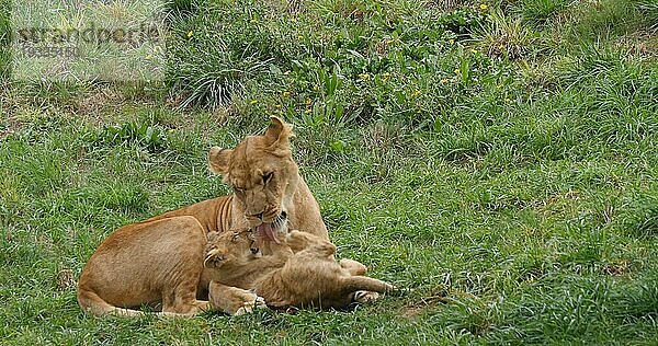 Afrikanischer Löwe (panthera leo)  Mutter und Jungtier