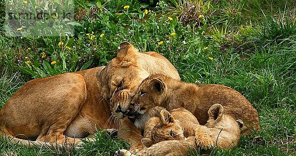 Afrikanischer Löwe (panthera leo)  Mutter und Jungtier