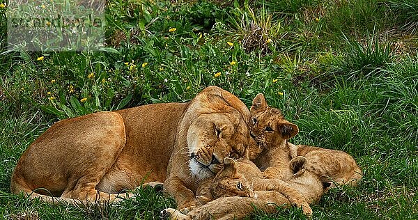 Afrikanischer Löwe (panthera leo)  Mutter und Jungtier