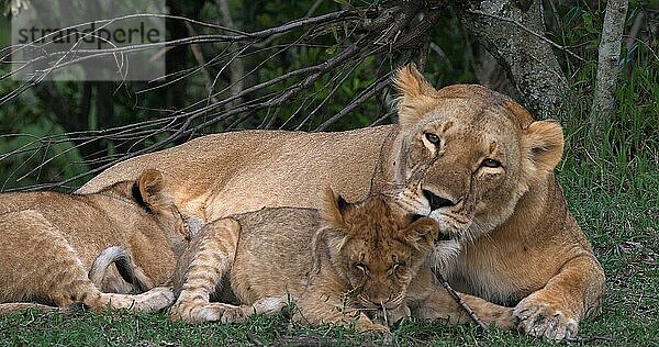 Afrikanischer Löwe (Panthera leo)  Mutter und Jungtiere  Masai Mara Park in Kenia