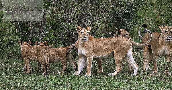 Afrikanischer Löwe (Panthera leo)  Mutter und Jungtier  Masai Mara Park in Kenia