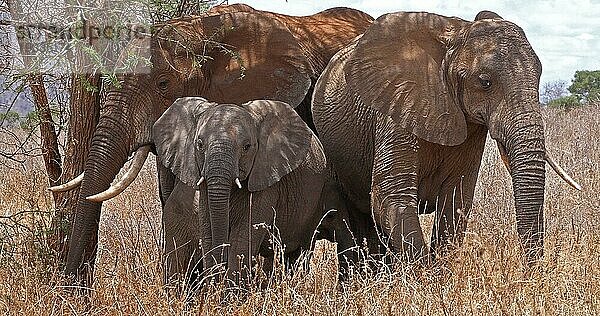 Afrikanischer Elefant (loxodonta africana)  Gruppe im Busch  Tsavo Park in Kenia