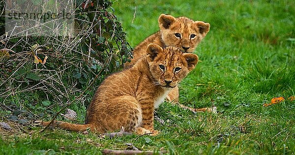 Afrikanischer Löwe (panthera leo)  spielendes Jungtier