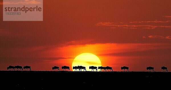 Streifengnu (Connochaetes taurinus) bei Sonnenuntergang  Masai Mara Park in Kenia