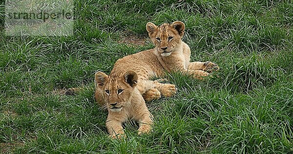 Afrikanischer Löwe (panthera leo)  spielendes Jungtier