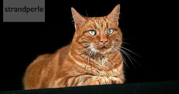 Rot gestromte Hauskatze  erwachsen  liegend vor schwarzem Hintergrund