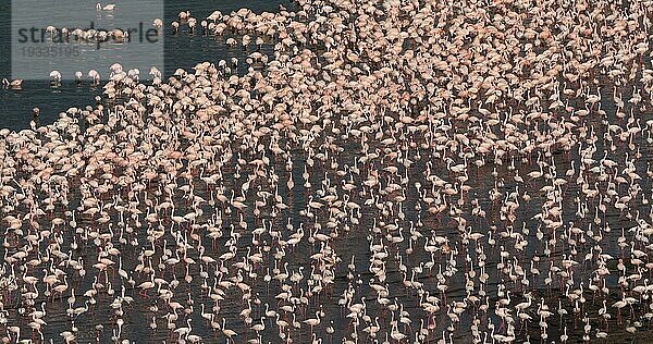 Zwergflamingo (phoenicopterus minor)  Kolonie am Bogoriasee in Kenia