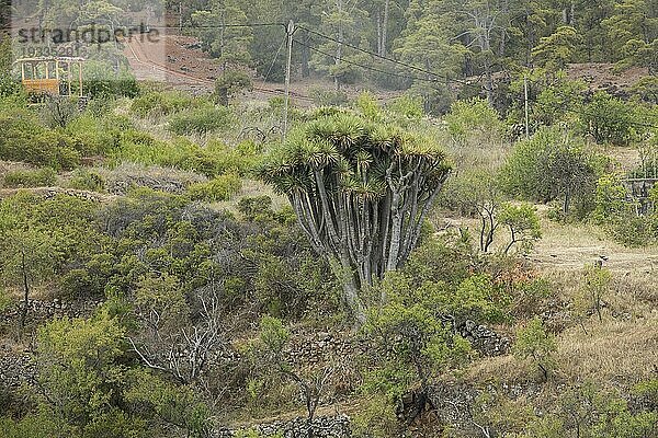 Kanarischer Drachenbaum (Dracaena draco)  nahe Las Tricias  Insel La Palma  Spanien  Europa