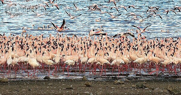 Zwergflamingo (phoenicopterus minor)  Gruppe im Flug  Kolonie am Bogoriasee in Kenia